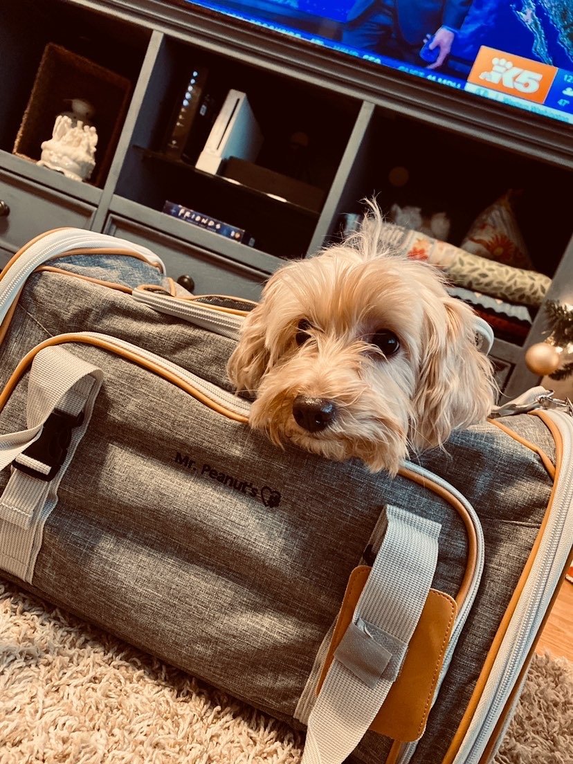 Airline Approved Expandable Pet Carrier with Safety & Comfort