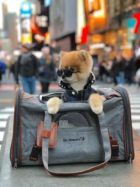 Airline Approved Expandable Pet Carrier with Safety & Comfort