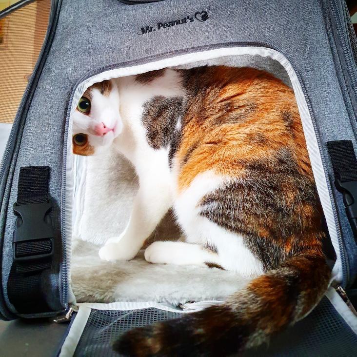 Airline Approved Expandable Pet Carrier with Safety & Comfort