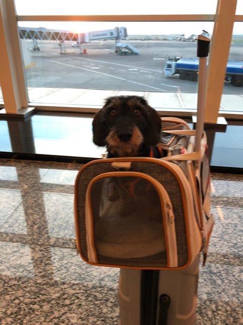 Airline Approved Expandable Pet Carrier with Safety & Comfort