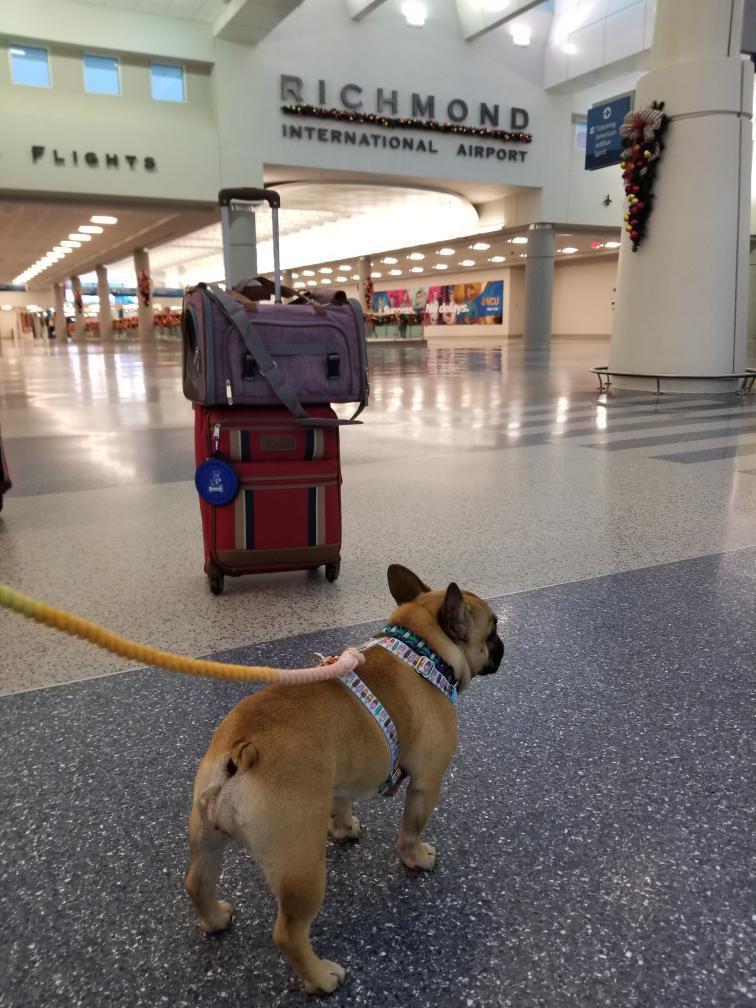 Airline Approved Expandable Pet Carrier with Safety & Comfort