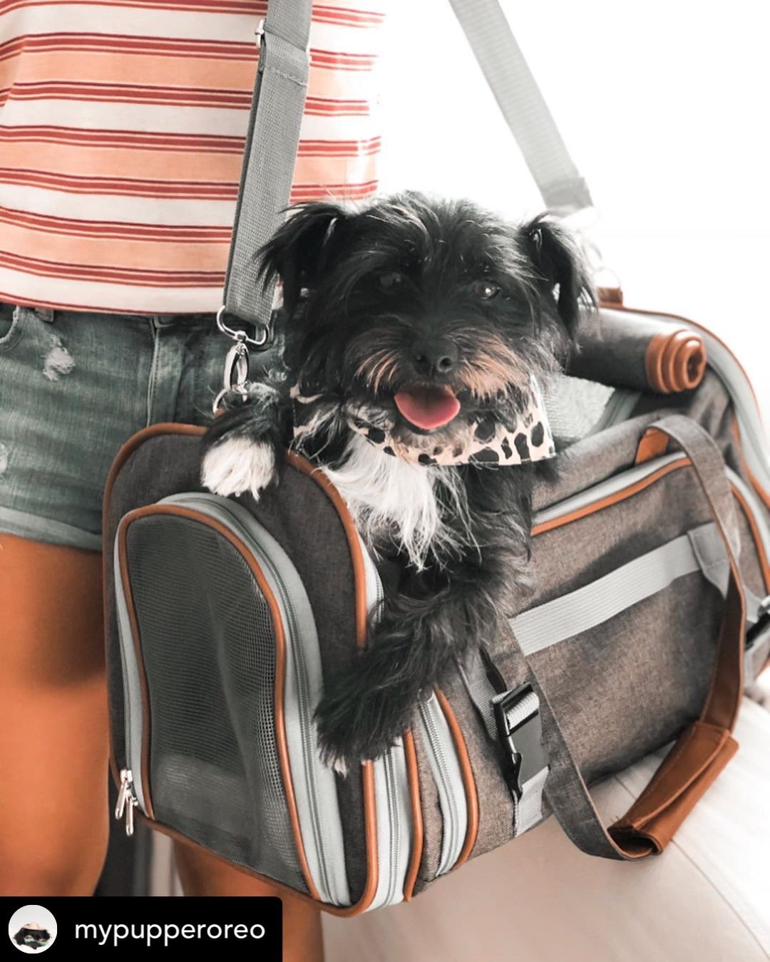 Compact Airline-Approved Expandable Pet Carrier – Mr. Peanut’s Gold Mini