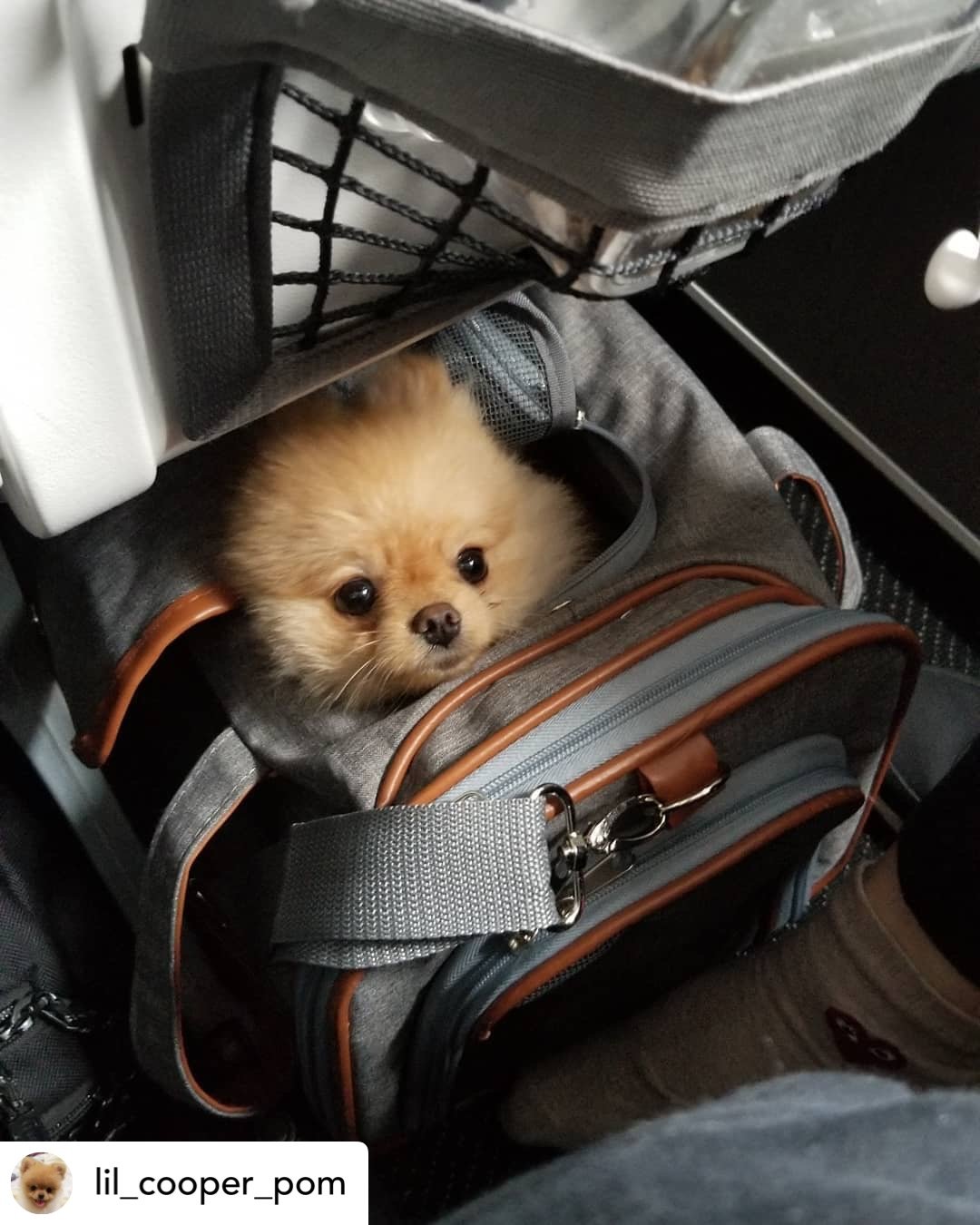 Airline Approved Expandable Pet Carrier with Safety & Comfort