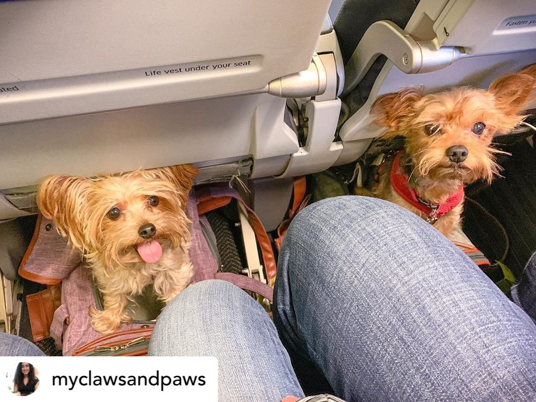 Airline Approved Expandable Pet Carrier with Safety & Comfort