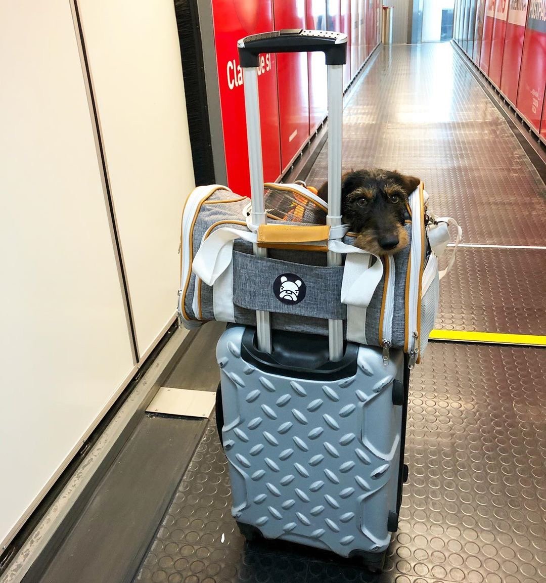 Airline Approved Expandable Pet Carrier with Safety & Comfort