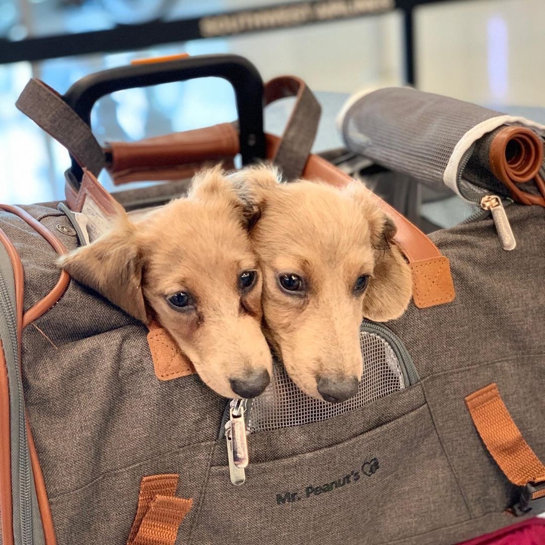 Airline Approved Expandable Pet Carrier with Safety & Comfort