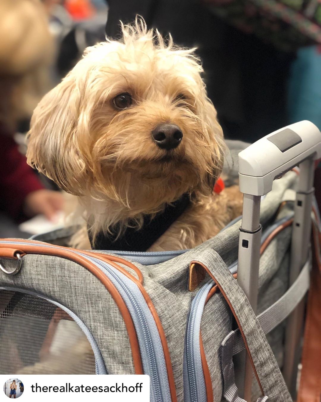 Airline Approved Expandable Pet Carrier with Safety & Comfort