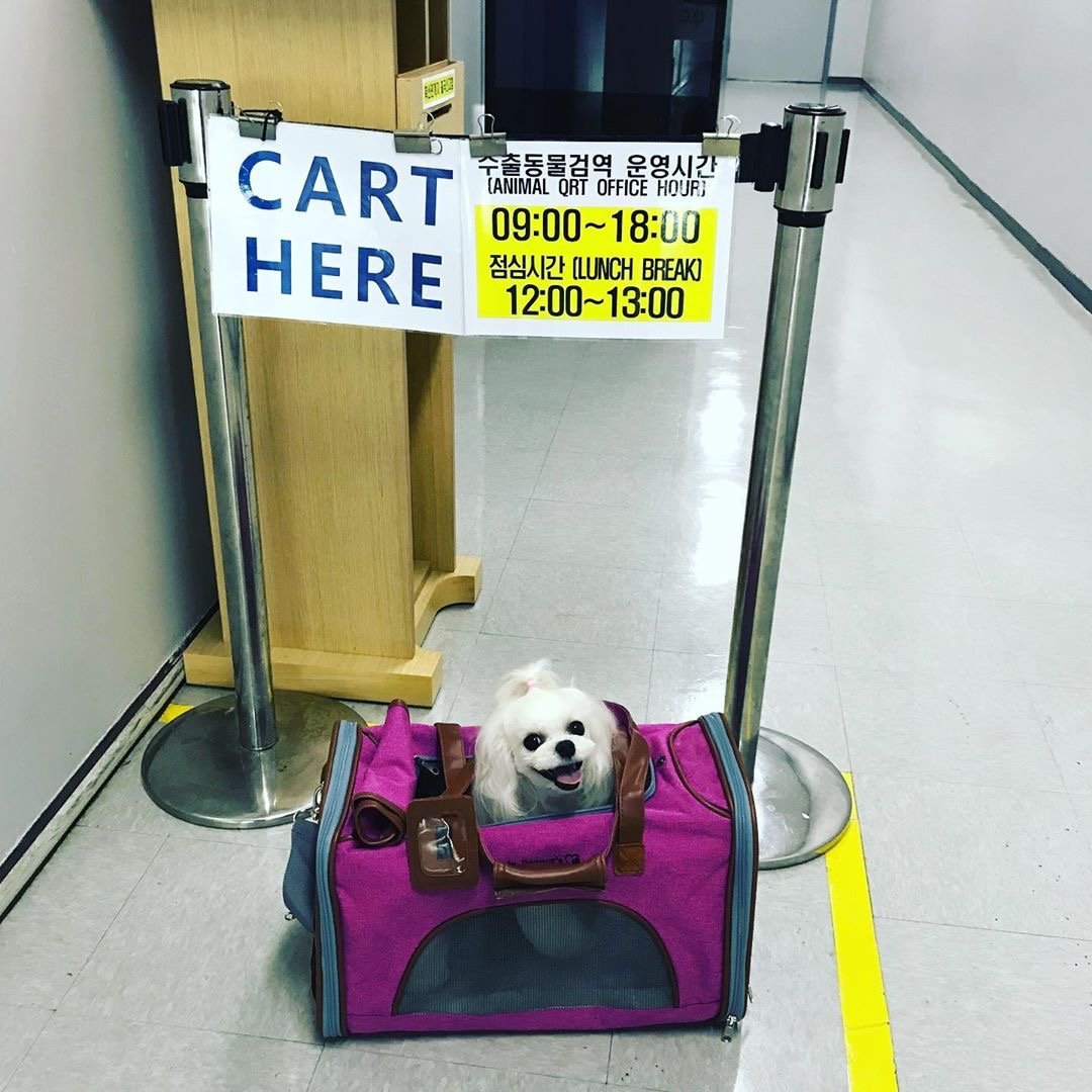 Airline Approved Expandable Pet Carrier with Safety & Comfort