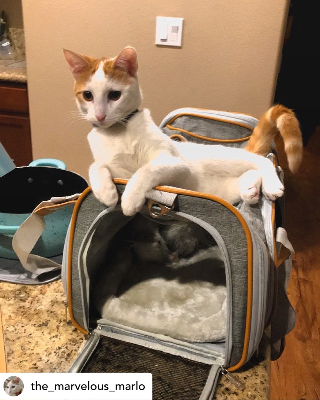 Airline Approved Expandable Pet Carrier with Safety & Comfort