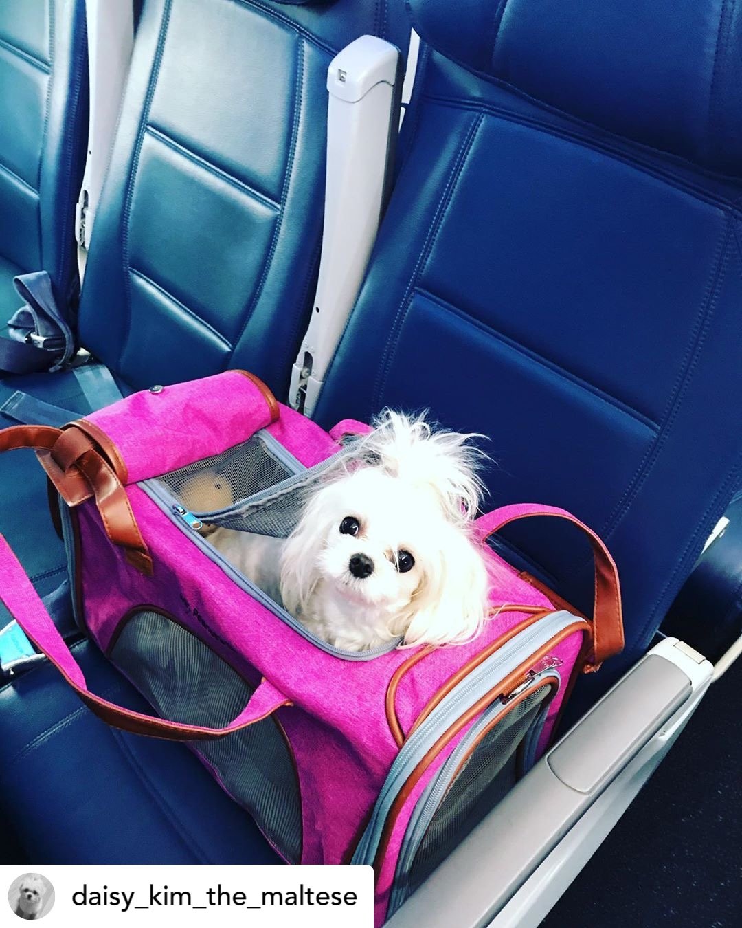 Airline Approved Expandable Pet Carrier with Safety & Comfort