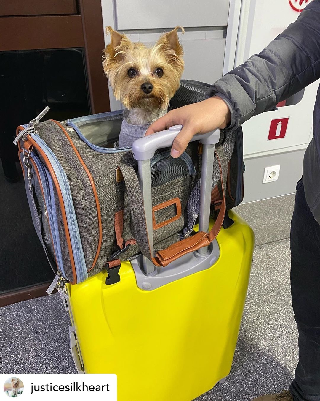 Airline Approved Expandable Pet Carrier with Safety & Comfort