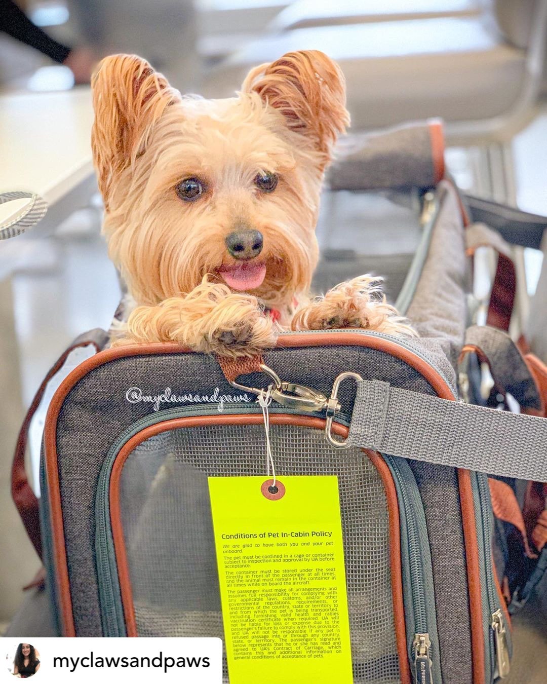Airline Approved Expandable Pet Carrier with Safety & Comfort