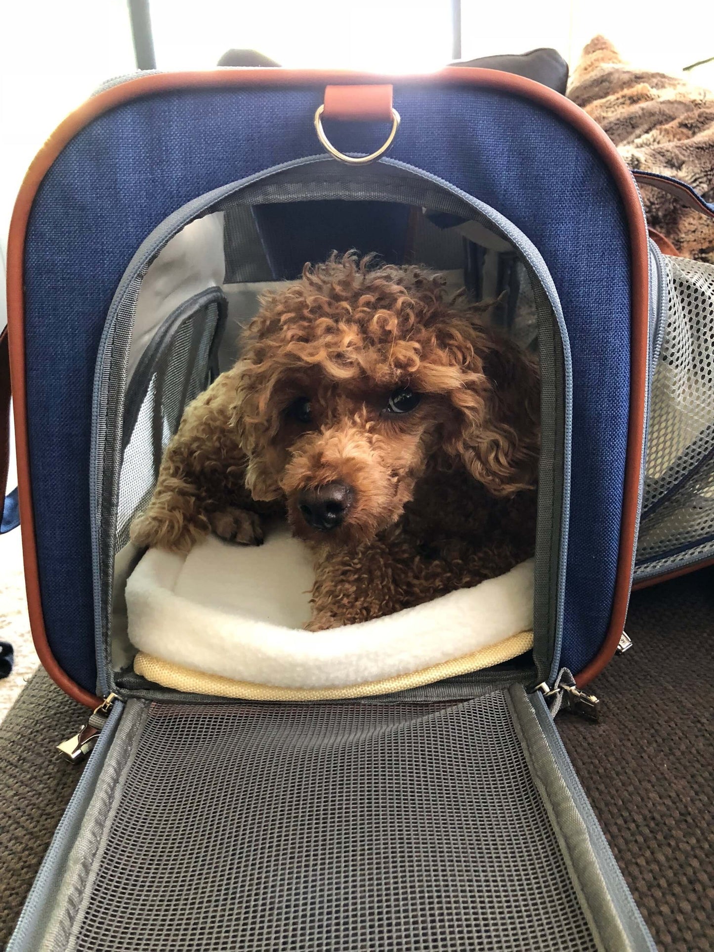 Airline Approved Expandable Pet Carrier with Safety & Comfort