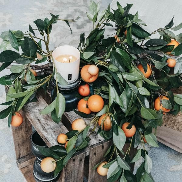 Citrus Tree Orange Citrus Soy Candle — Tropical Citrus, 11 oz — Cozy!!