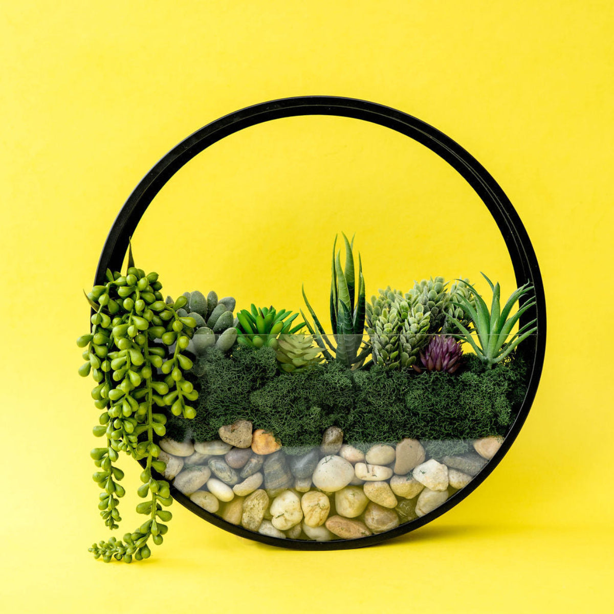 Wall Terrarium Craft Kit for Modern Greenery and Home Decor Gift Sets!