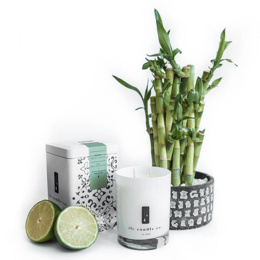 Meditation Bamboo, Amber & Aloe Soy Candle — 11 oz, Clean Scent — Gift