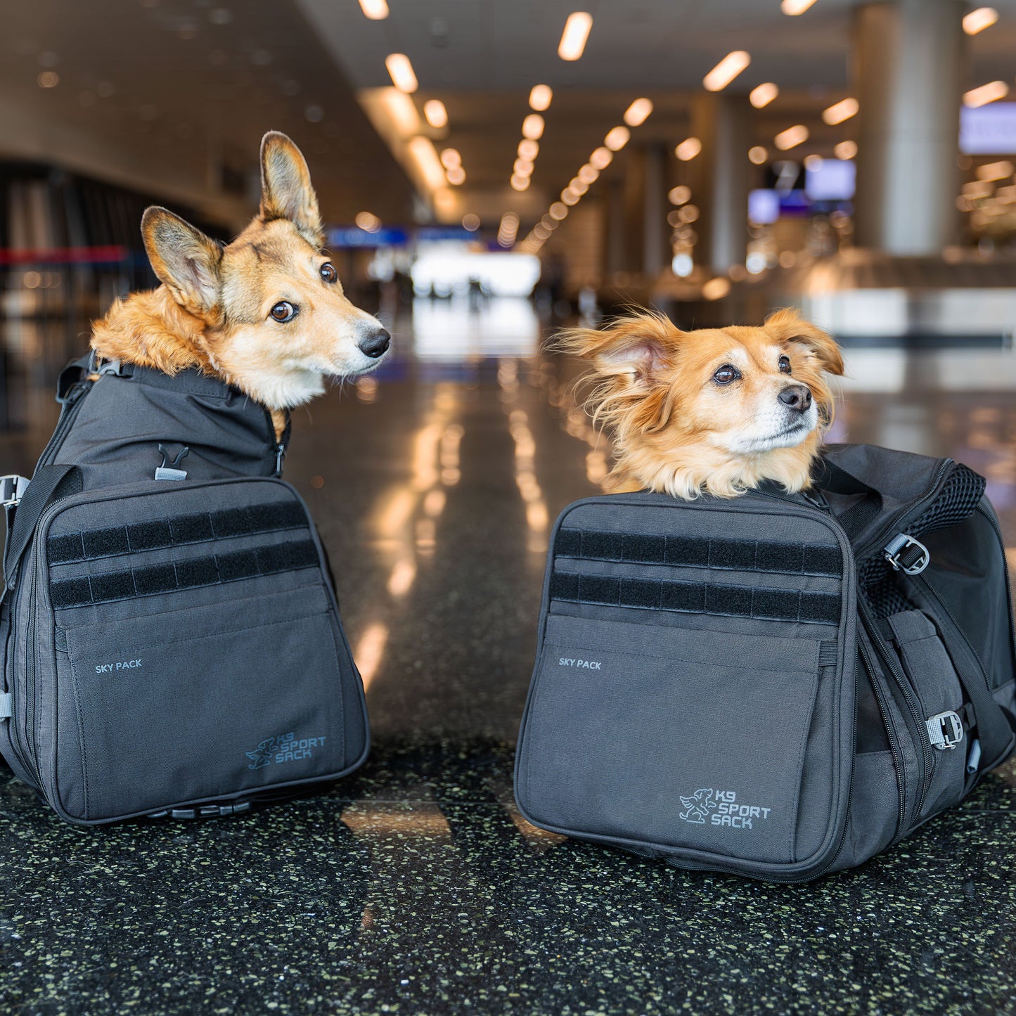 Sky Pack Convertible Dog Backpack & Pet Carrier — Airline-Approved